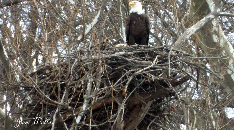 Orv keeps watch as Willa sits on an egg in the nest in March 2021. The resident bald eagles at Carillon Historical Park have an eaglet in their nest. PHOTO COURTESY OF JIM WELLER