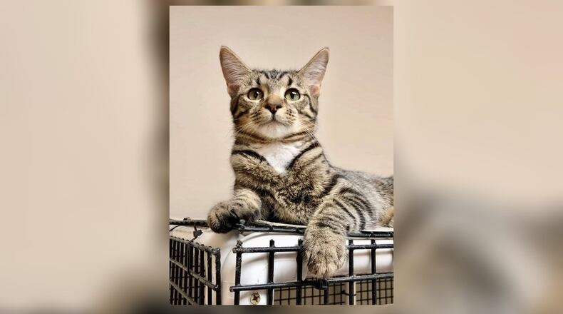 Lady is an 8-month-old spayed female who is a bit of a tom-boy. She also likes being held now and again. Lady gets along well with the other cats and would really do well with a friend to snuggle with at her new home. Come meet her in the Cattery at the Paws Animal Shelter, 1535 West U.S. 36, Urbana. Check out PAWS at www.pawsurbana.com, on Facebook at www.facebook.com/paws.urbana, on Petfinder at petfinder.com or call 937-653-6233. PAWS is in need of volunteers and foster homes. CONTRIBUTED