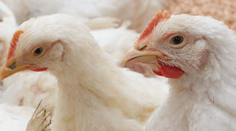 Ohio leads the nation in February 2025 in highly pathogenic avian influenza detections.