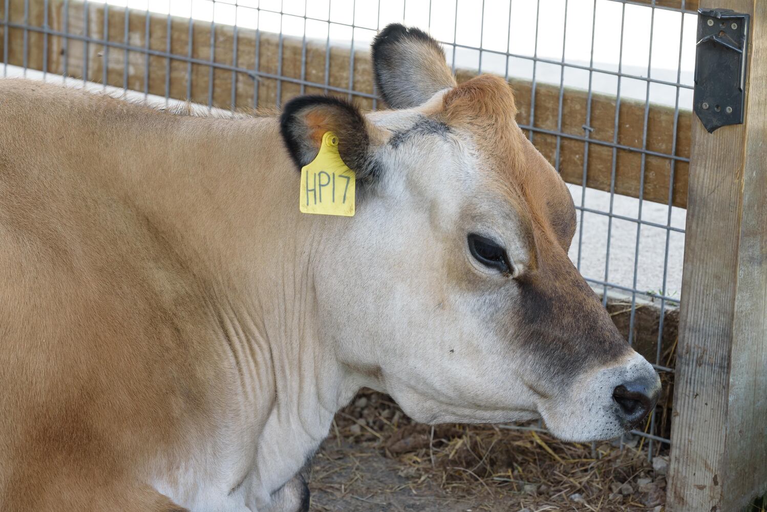 PHOTOS: Wooly Wonders - Spring on the Farm Family Event at Learning Tree Farm