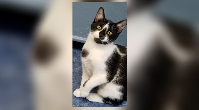 Pebbles is a sweet 8-month-old spayed female. She is a little on the quiet side compared to her brothers Bam Bam and Dion, but she does love to play and snuggle too. Come meet her today at the Paws Animal Shelter, 1535 West U.S. Highway 36, Urbana. Check out PAWS at www.pawsurbana.com, on Facebook at www.facebook.com/paws.urbana, on Petfinder at petfinder.com or call 937-653-6233. PAWS is in need of volunteers and foster homes. CONTRIBUTED