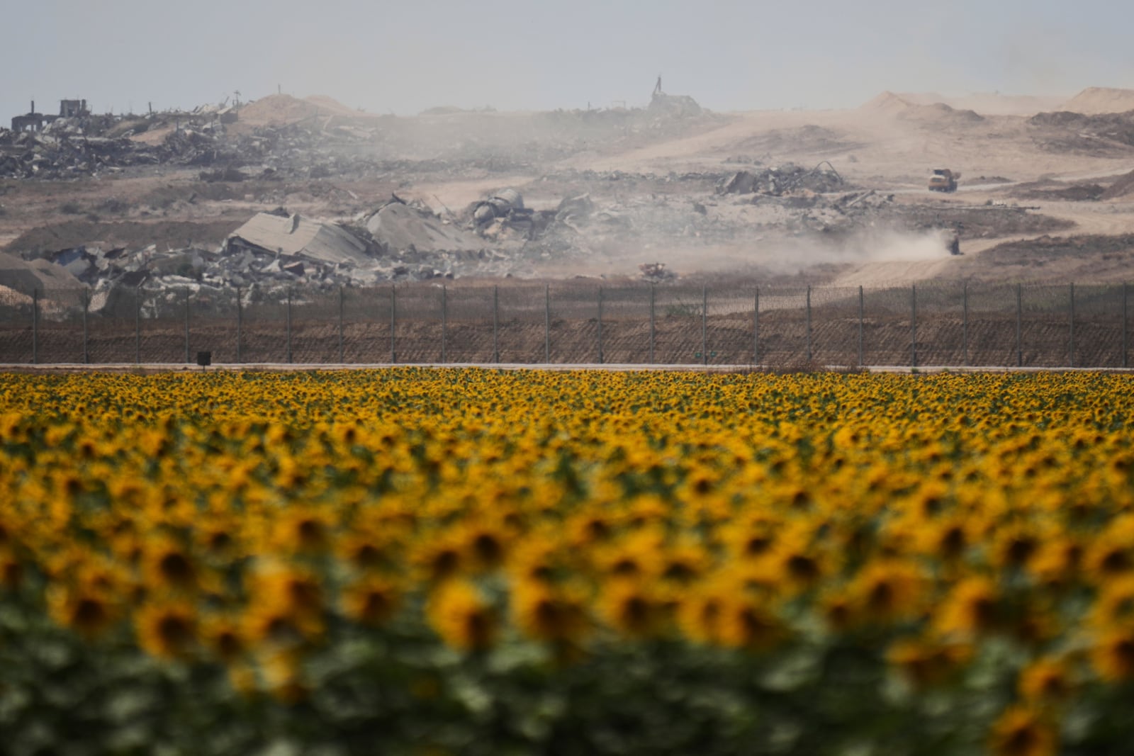 Destroyed buildings in the Gaza Strip are seen beyond a sunflower field on the Israeli side of the border with Gaza, Monday, May 19, 2025. (AP Photo/Ohad Zwigenberg)