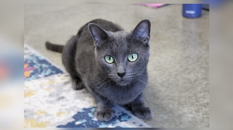 Aurora was found as a stray in Mechanicsburg with her five young kittens. She was brought to Paws Animal Shelter and she and her babies went into foster care. She was a wonderful momma, but we think she’s enjoying being a youngster herself, playing with her new friends and the fishing pole toys, and relaxing by watching the birds outside her windows. She’s a very sweet, loving cat who would be a wonderful addition to any family. Come visit her at 1535 West U.S. Highway 36, Urbana. Check out Paws at pawsurbana.com, on Facebook at facebook.com/paws.urbana, on Petfinder at petfinder.com or call 937-653-6233. Paws is in need of volunteers and foster homes. CONTRIBUTED