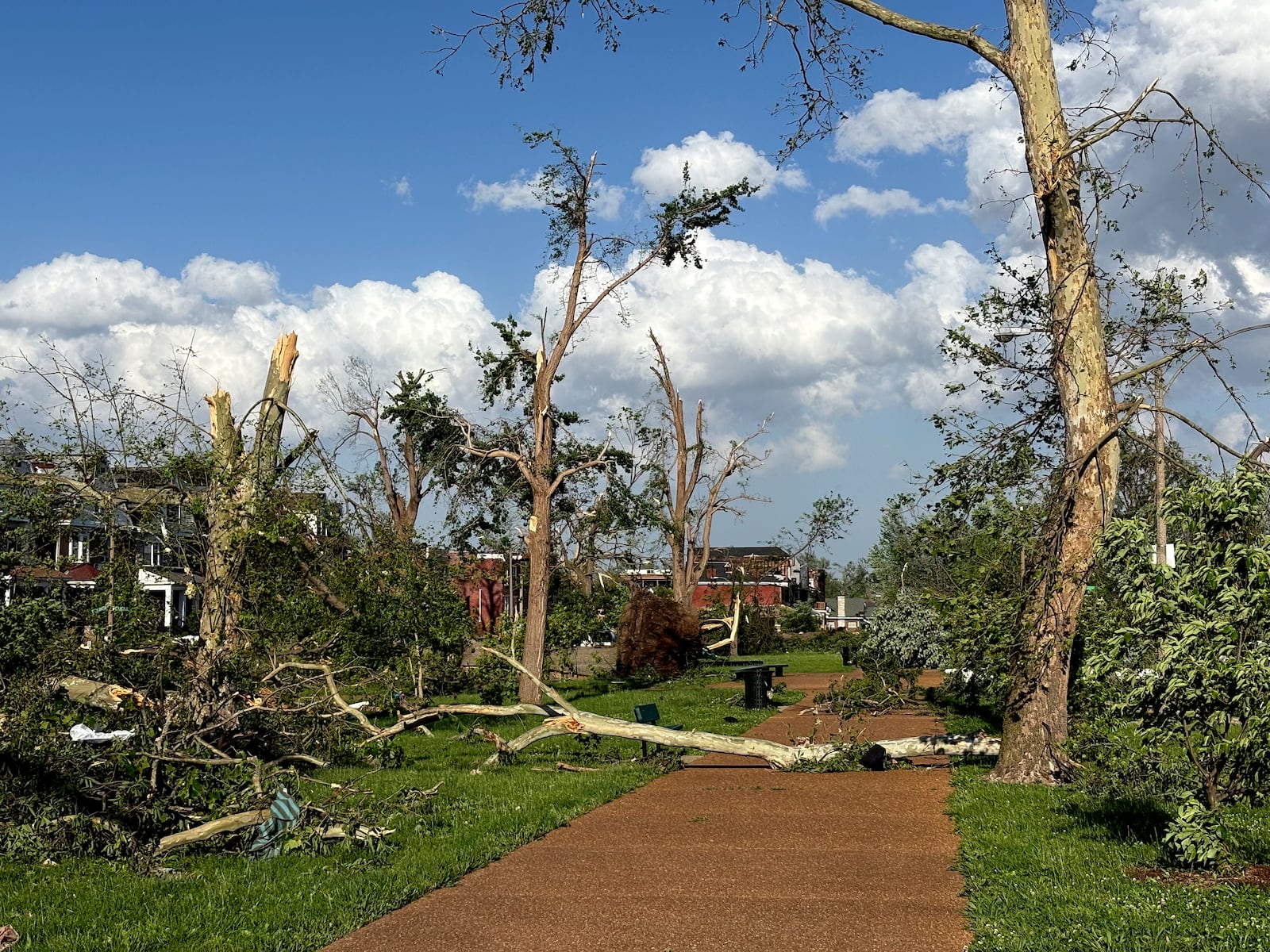 Damaged and fallen trees are seen in St. Louis, Missouri, on Friday, May 16, 2025 when severe storms, including a possible tornado, swept through the city. (AP Photo/Michael Phillis)