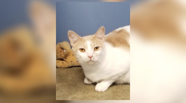 Peanut is a 4-year-old neutered male. He’s a very handsome orange and white cat who would love to find a home where he’s the only cat in the house. Peanut is good natured, friendly and on the quiet side. Come meet him if you think you’d be a match. You’ll find Peanut in the Kool Katz room at the Paws Animal Shelter, 1535 West U.S. Highway 36, Urbana. Check out PAWS at www.pawsurbana.com, on Facebook at www.facebook.com/paws.urbana, on Petfinder at petfinder.com or call 937-653-6233. PAWS is in need of volunteers and foster homes. CONTRIBUTED