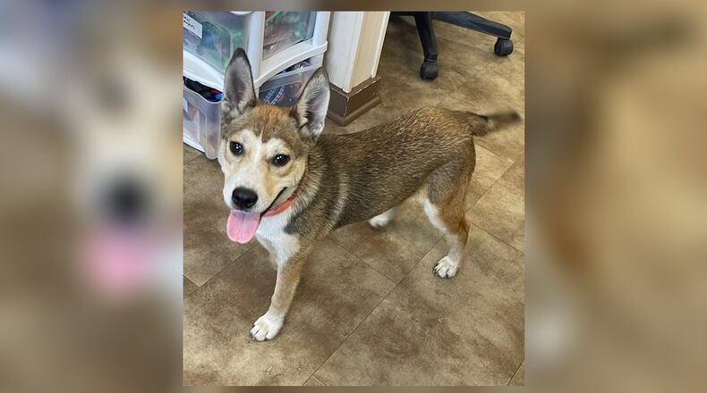 Meet Dawn! She is a 24 lb., Husky mix, around 6-months-old. She is very shy at first, but she opens up with some time and patients. She sure loves being with people and exploring outdoors. We have not seen any issues with other dogs here at the shelter. Her adoption fee includes her spay, vaccines, microchip, dog license, and a free vet check. Call 937-521-2140, if you are interested in meeting her. Clark County Dog Shelter is at 5201 Urbana Road, Springfield. CONTRIBUTED