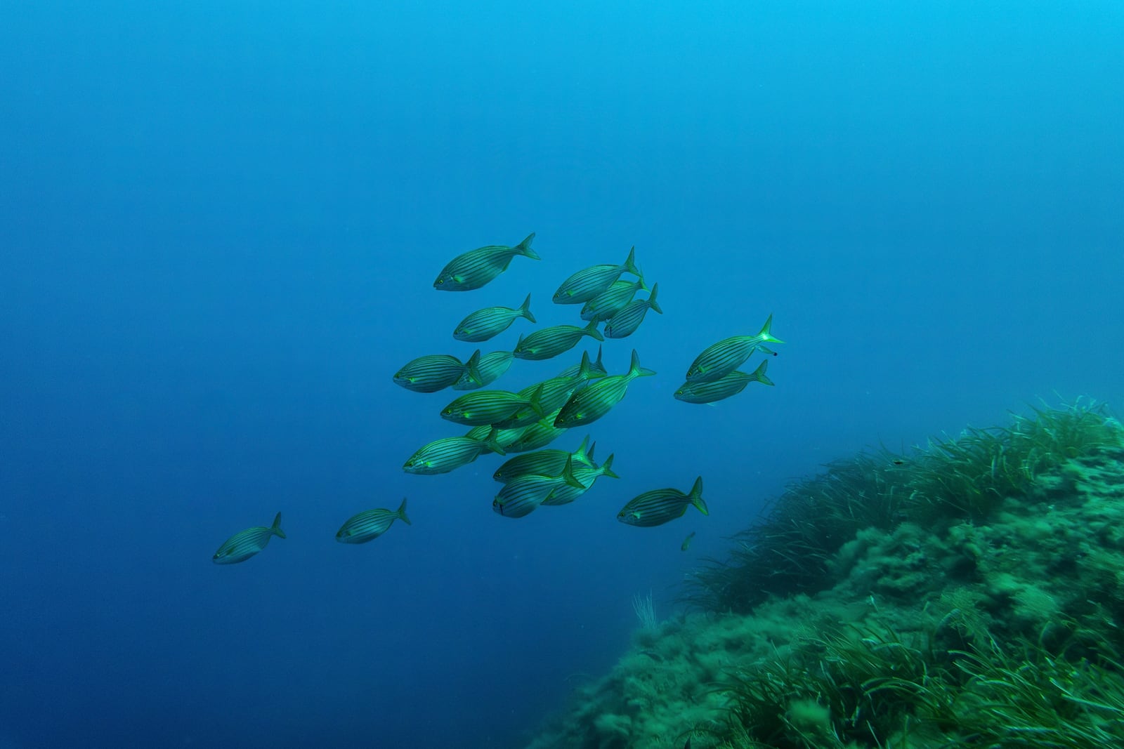 Saupe fish swim in the protected area of France's Port-Cros National Park ahead of the U.N. Ocean Conference, Saturday, June 7, 2025, (AP Photo/Annika Hammerschlag)