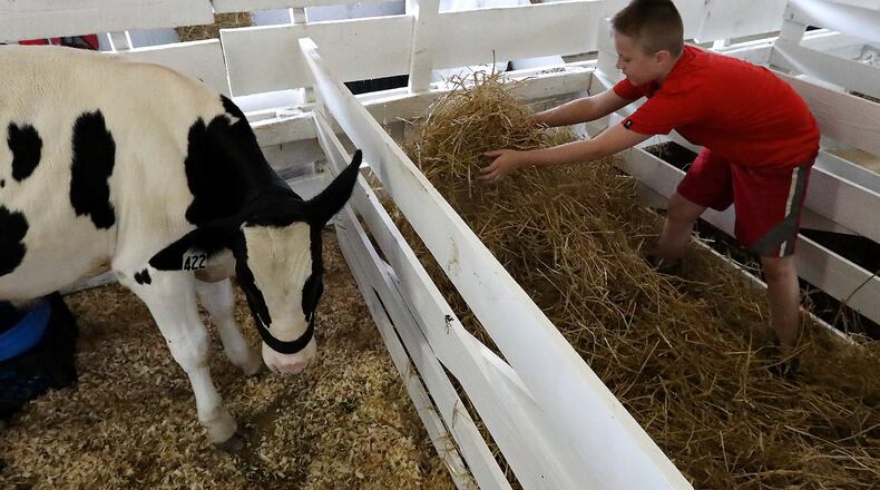 Camden Stangle, 11, spreads straw in a cow pin as he gets animal Friday on the first day of the Clark County Fair. BILL LACKEY/STAFF
