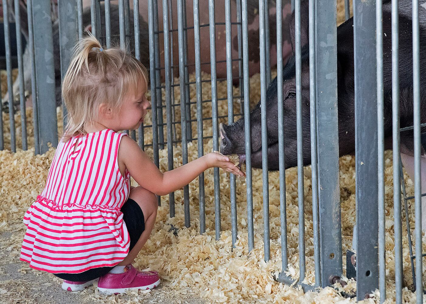 Champaign County Fair