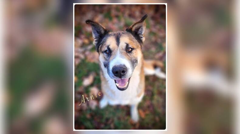 Meet Arnie! He was picked up as a stray back in October with his brother Ted (who already found his forever home). Now, Arnie is waiting for his forever home. He is an Akita Mix, around 65 lbs., that is a little shy but very loving. We have not seen any issues with other dogs here at the shelter. However, we do recommend bringing in your dog to meet him, to see if it’s a good match. His adoption fee this week is $22 as he is Pet of the Week. That includes his neuter, vaccines, microchip, heartworm test, dog license, and a free vet check. Call 937-521-2140 if you’re interested in meeting Arnie. Clark County Dog Shelter is at 5201 Urbana Road, Springfield. CONTRIBUTED