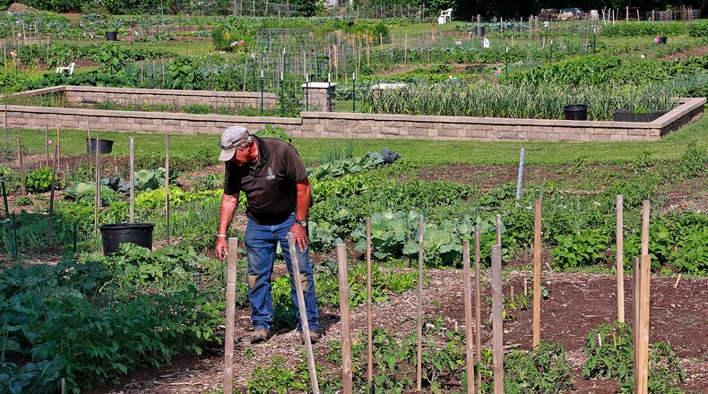 Terry Fredrich, one of the volunteers at the Jefferson Street Oasis garden checks out how a garden is growing Wednesday, June 14, 2023. BILL LACKEY/STAFF