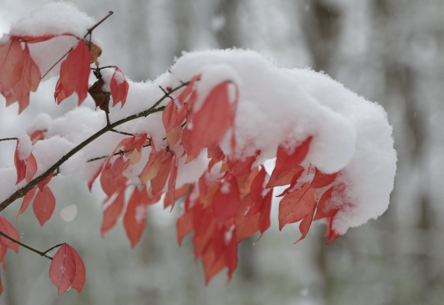 Englewood metropark snow