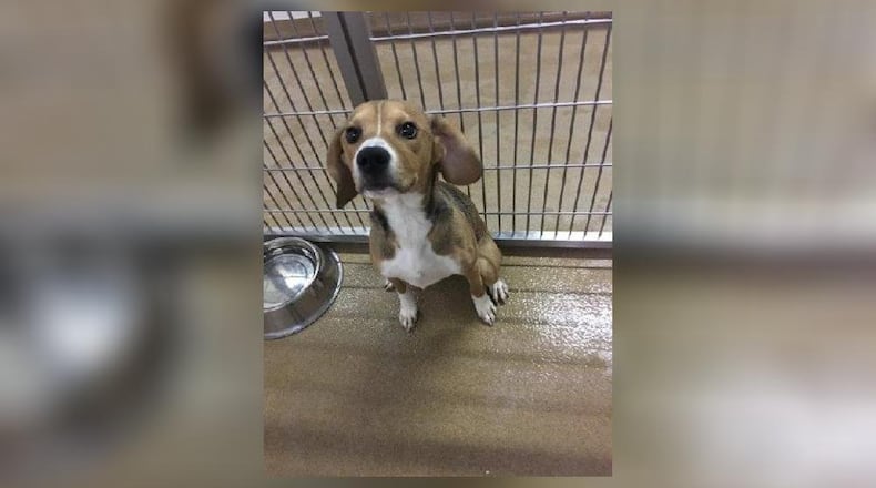 New Ohio law will require new care standards for dog breeders. FILE