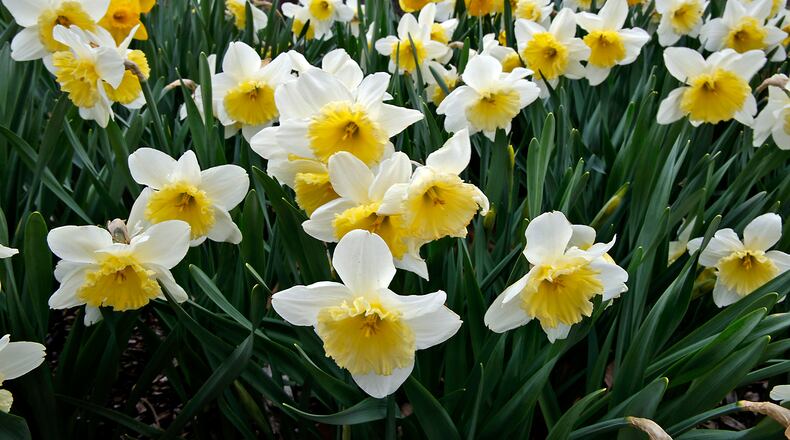 While there's still a chill in the air, Mother Nature has started to pull back the gray blanket of winter to reveal small glimpses of color in the Springfield area. BILL LACKEY/STAFF