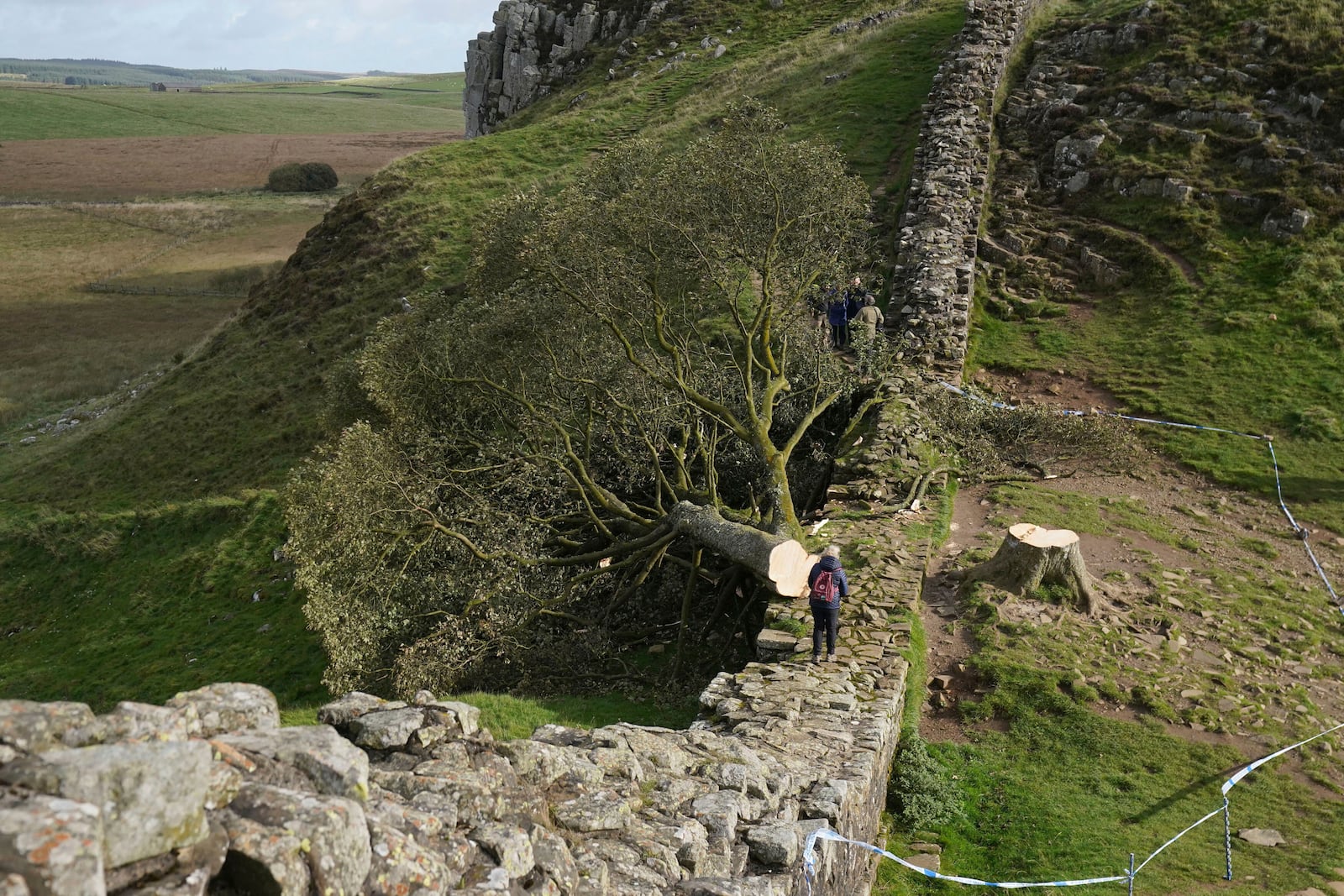 FILE - The felled Sycamore Gap tree is seen on Hadrian's Wall in Northumberland, England, Sept. 29, 2023. (Owen Humphreys/PA via AP, File)