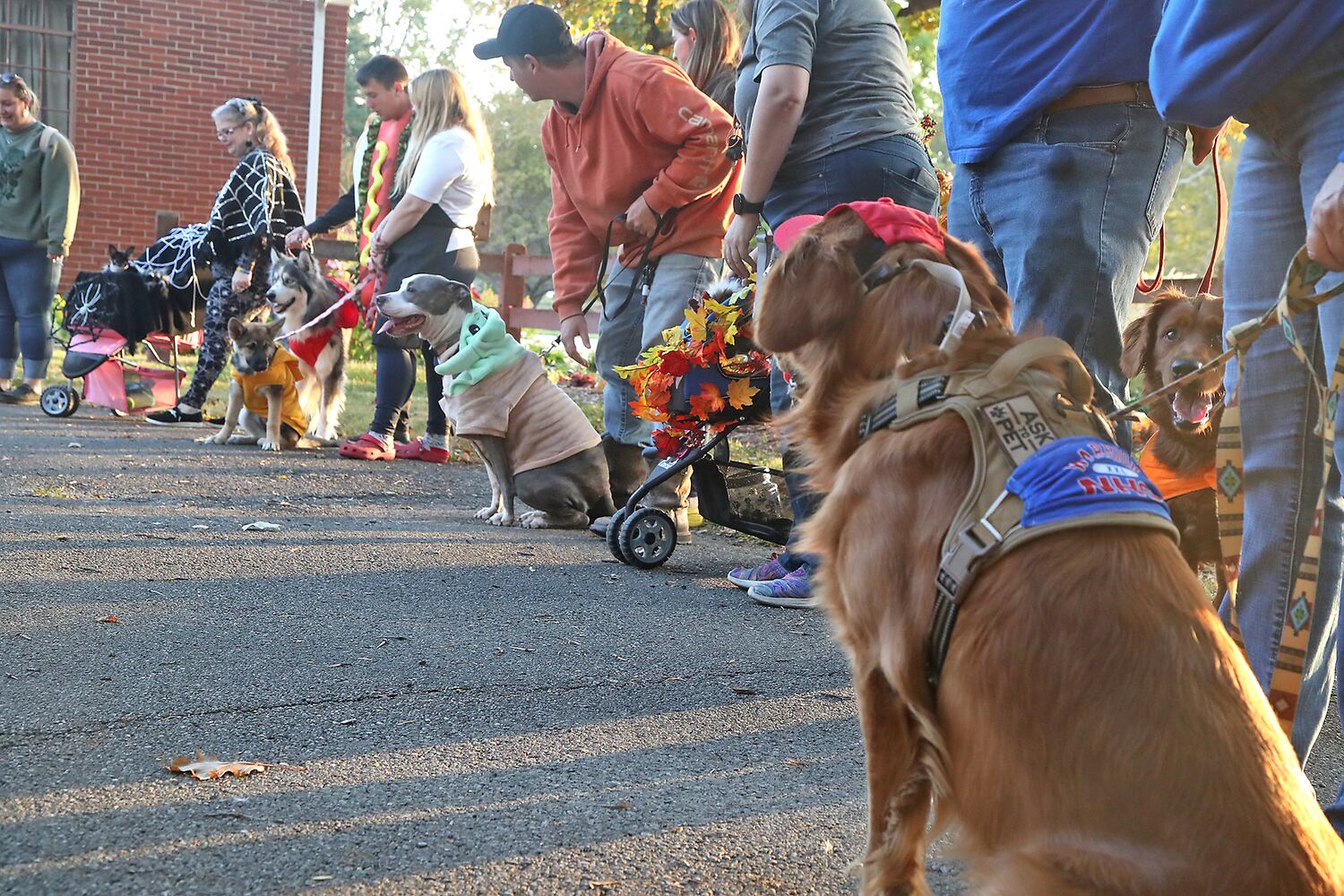Yappy Howl-o-ween SNS