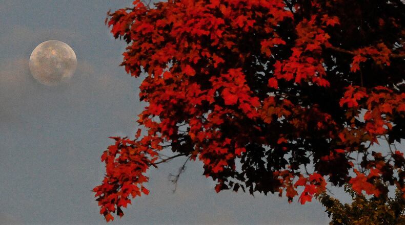 The moon and fall colors in the Dayton area Tuesday morning Oct. 11, 2022. MARSHALL GORBY\STAFF