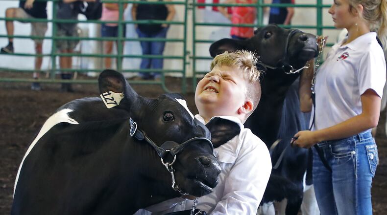 William Tuttle grimaces as his calf headbutts him as he sets it up for the judge Sunday at the Clark County Fair. William was not injured. This photo was included in a first place best photographer entry for Bill Lackey in the Society of Professional Journalists Ohio contest. BILL LACKEY/STAFF