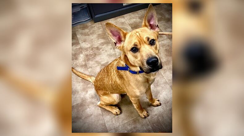 Scooby is a 53 lb., mix-breed (we’re thinking possible Carolina mix), around 1-year-old. He is a sweet boy and he seems to do okay with other dogs. However, we do recommend bringing your family pets in to meet him, if you’re interested. His adoption fee this week is $111, as he is the Pet of the Week. That covers his neuter, vaccines, heartworm test, microchip, dog license, and a free vet check. Call 937-521-2140, if you are interested in meeting Scooby. Clark County Dog Shelter is at 5201 Urbana Road, Springfield. CONTRIBUTED