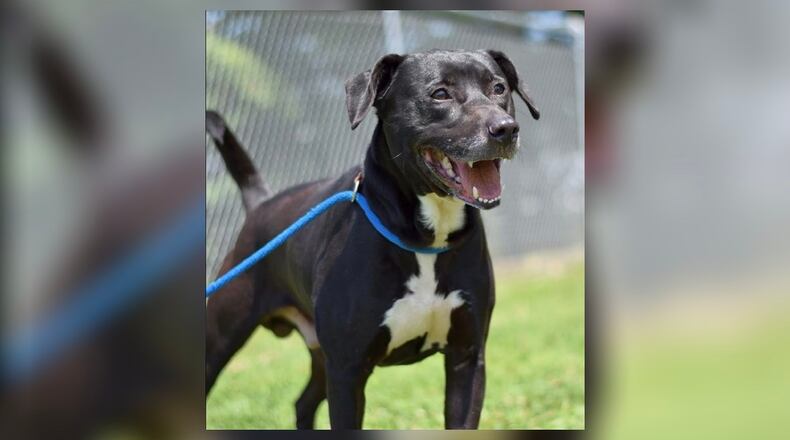Meet Reid. If you are active and need a friend to exercise with, this is the dog for you. Reid is around 1-year-old and about 50 lbs. This is one friendly, strong boy. He’s neutered, microchipped, vaccinated, vet checked and licensed for $22 as he is the Clark County Dog Shelters Pet of the Week. Reid is at the Clark County Dog Shelter, 5201 Urbana Road, Springfield. Call 937-521-2140 or visit www.facebook.com/clarkcountydogshelter for more information. CONTRIBUTED