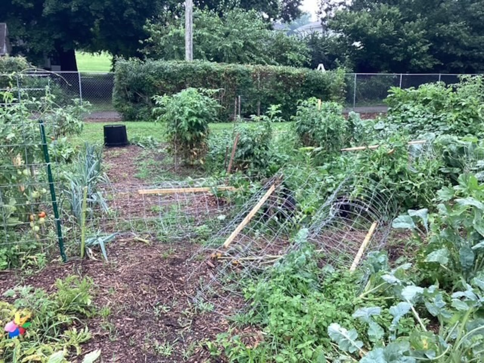 Around 70% of crops at Jefferson Street Oasis, a large community garden in Springfield, were damaged by vandals Wednesday, July 30, 2025 night. Photo by Larry Ricketts