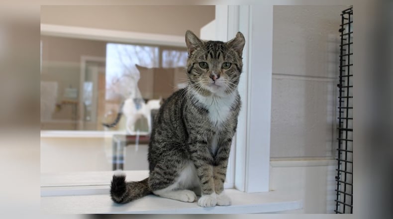 Hello there, I’m Garbanzo. Life hasn’t always been a bowl of cherries for me, but I’ve learned to roll with the punches. I’m young, full of life, and have a heart full of love to give. I’m as sweet as a candy, gentle like a summer breeze, and playful as a butterfly. I may have had a rough start, but I don’t let that define me. I believe in making every moment count, filling it with purrs, play, and cuddles. I’m not just looking for a home, I’m looking for a forever friend. I promise to be your loyal companion, your confidante, and your source of endless amusement. Adopt me, and let’s make beautiful memories together. Come visit Garbanzo at the Paws Animal Shelter, 1535 West U.S. Highway 36, Urbana. Check out Paws at pawsurbana.org, on Facebook at facebook.com/paws.urbana, on Petfinder at petfinder.com or call 937-653-6233. Paws is in need of volunteers and foster homes. CONTRIBUTED