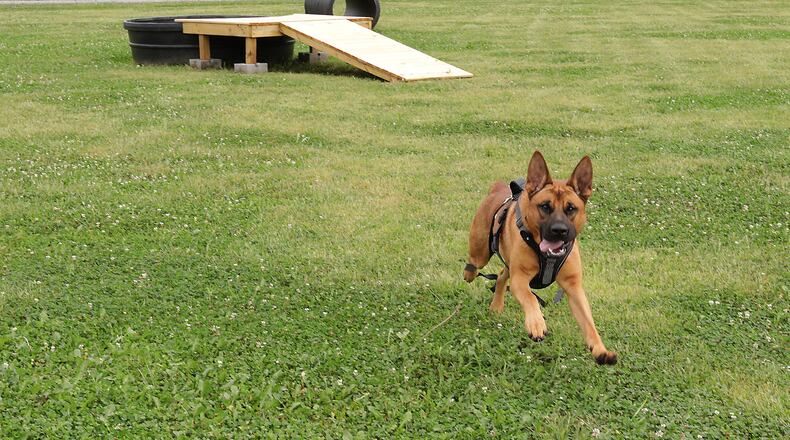 "Chino," one of the dog available for adoption at the Champaign County Animal Welfare League, plays in the shelter's new dog park Thursday, Sept. 23, 2021. BILL LACKEY/STAFF