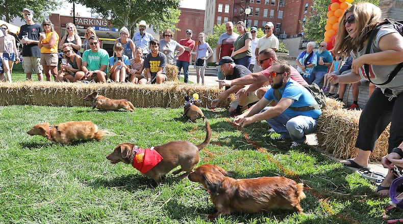 A crowd came out to cheer for their favorite dachshund Saturday during the 2023 Champion City Wiener Dog Races at National Road Commons Park in Springfield. The event, held as part of Mustardfest, featured 27 dogs competing for the title of fastest weiner in Clark County. BILL LACKEY/STAFF