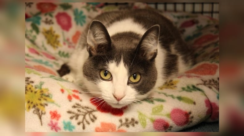 Lilly showed up at an elderly lady’s farm about a year ago. The lady took good care of her, ensuring she received veterinary care as well as food, water, and lots of love. Unfortunately, the lady had to go into a nursing home, so she asked us to take Lilly and find a good home for her. Lilly is a very sweet cat who likes people and loves to be petted, but she is a bit overwhelmed by all the cats here. With her sweet nature she would do well in a home with a couple other cats, but she doesn’t want 17. Meet me at the Paws Animal Shelter, 1535 West U.S. Highway 36, Urbana. Check out Paws at pawsurbana.com, on Facebook at facebook.com/paws.urbana, on Petfinder at petfinder.com or call 937-653-6233. To apply to adopt any of the cats or kittens, visit pawsurbana.org. Paws is in need of volunteers and foster homes. CONTRIBUTED
