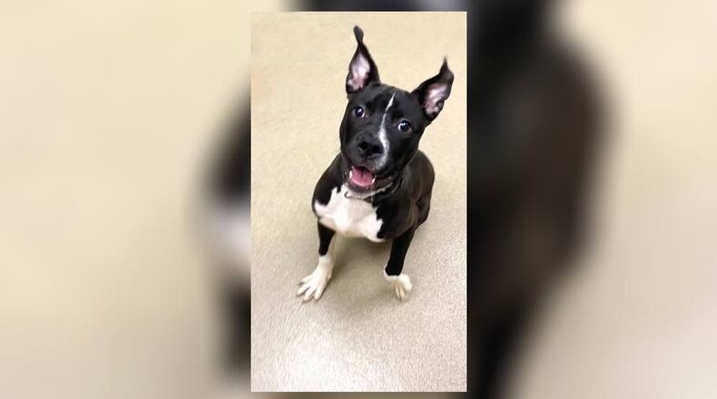 Meet Norris! He is an 8-month-old, 32 lb., pittie mix. Norris would love a family that likes to play fetch as he will chase a ball and bring it right back. He is also always ready to sit for a treat. Norris does well with his doggie friends here, but we always recommend a meet and greet with any dogs already in the home. His adoption fee includes his neuter, vaccines, microchip, and dog license. Call 937-521-2140, or stop in to meet Norris. Clark County Dog Shelter is at 5201 Urbana Road, Springfield. CONTRIBUTED