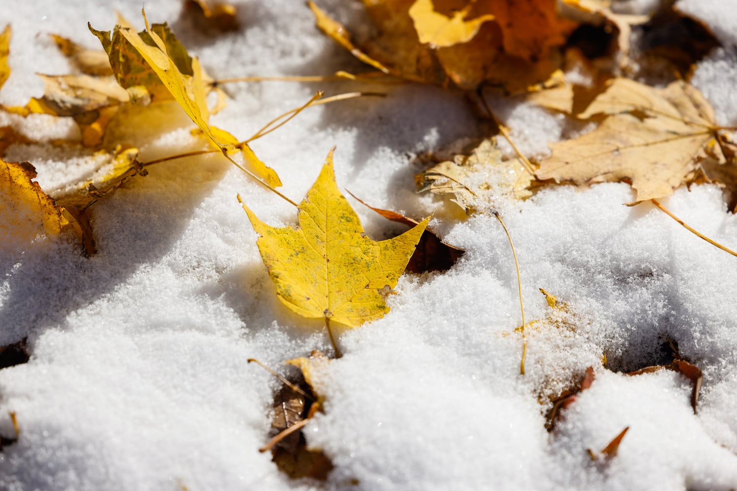 111025 snow cox carm