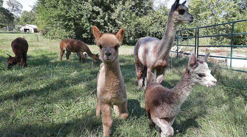 Some of the alpaca at Holdfast Alpaca Farms on Lower Valley Pike. BILL LACKEY/STAFF