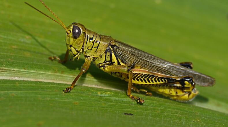 A grasshopper perched on a corn husk in afternoon sunlight. iSTOCK/COX