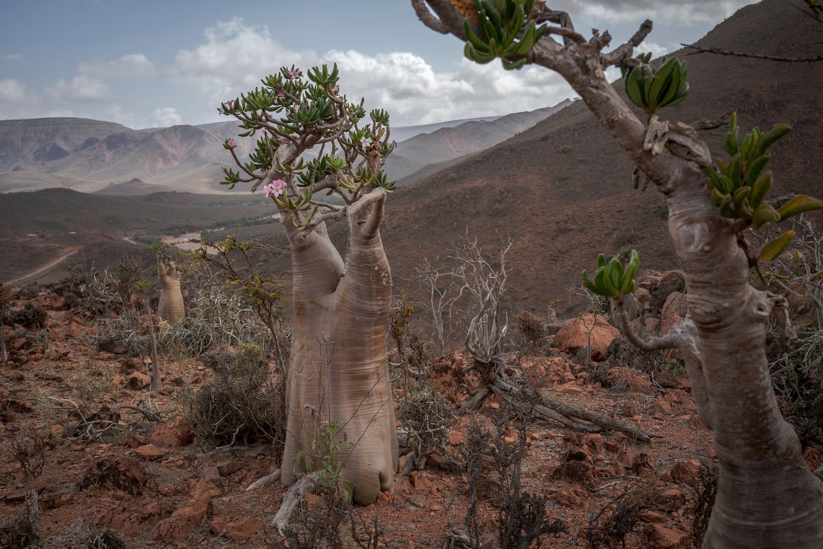 Flowers blossom on a bottle tree on the Yemeni island of Socotra on Sept. 20, 2024. (AP Photo/Annika Hammerschlag)