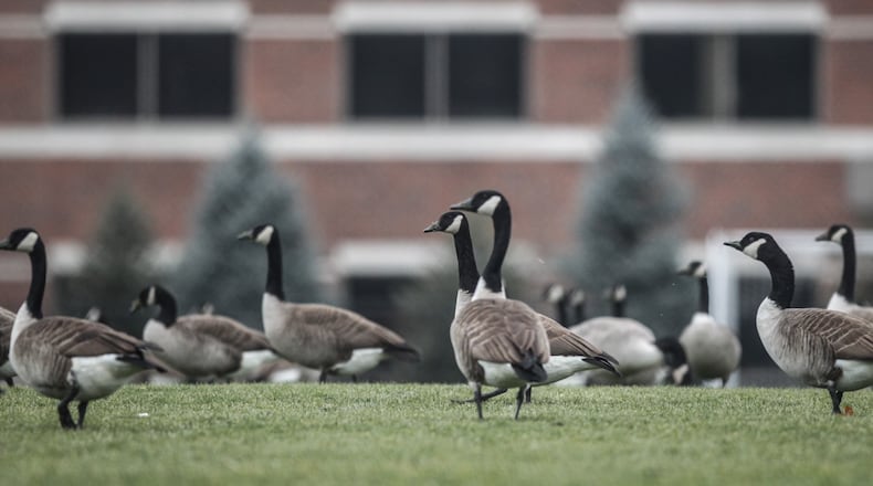 A gaggle of Canada geese gathered in Dayton on January 5, 2021. MARSHALL GORBY/STAFF