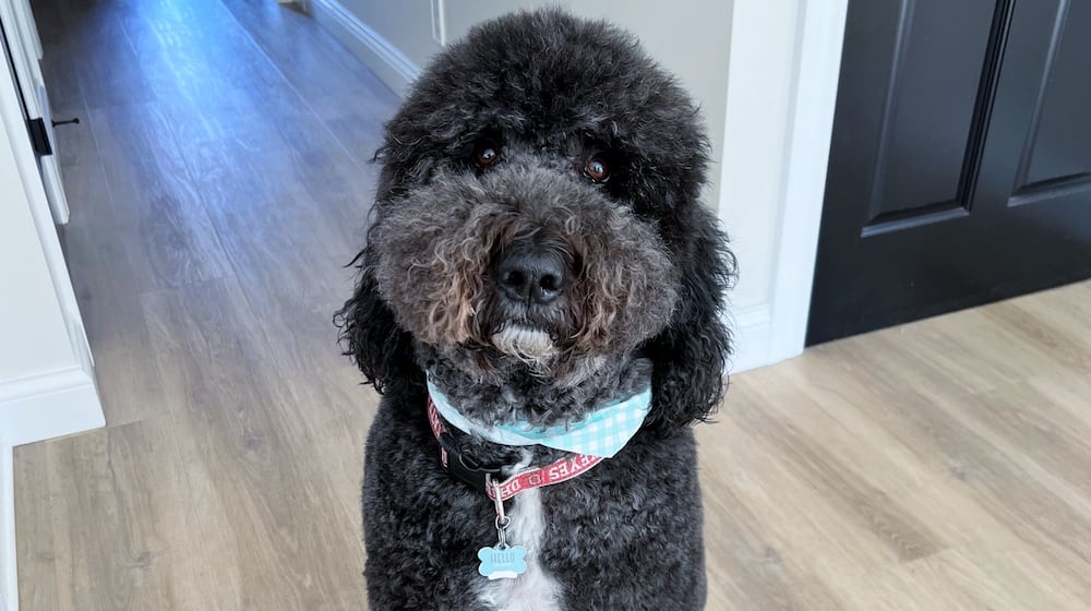 Named after Ezekiel Elliott, the former Ohio State and NFL running back, Zeke is a handsome 110 pound, 4-year-old black Goldendoodle with a white chin, white chest and a white left paw. CONTRIBUTED