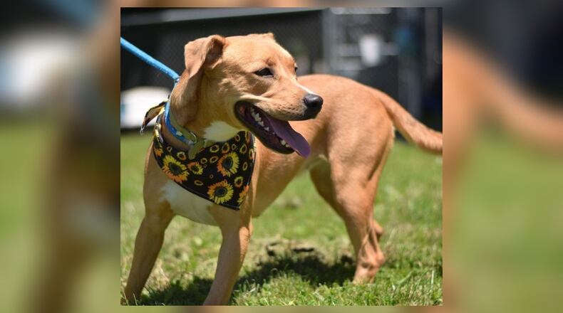 Meet Honey! She is a 47 lb. mixed breed, around 2 years old. Even at her age, she has lots of energy and is very playful and active. She does great with children and seems fine with some dogs. We always recommend a meet-n-greet prior to adopting. Her adoption fee this week is $77, as she is the shelter’s Pet of the Week. That includes her vaccines, alteration, microchip, 2022 dog license, and a free vet check. Call 937-521-2140 to schedule an appointment to meet Honey. Clark County Dog Shelter is at 5201 Urbana Road, Springfield. CONTRIBUTED