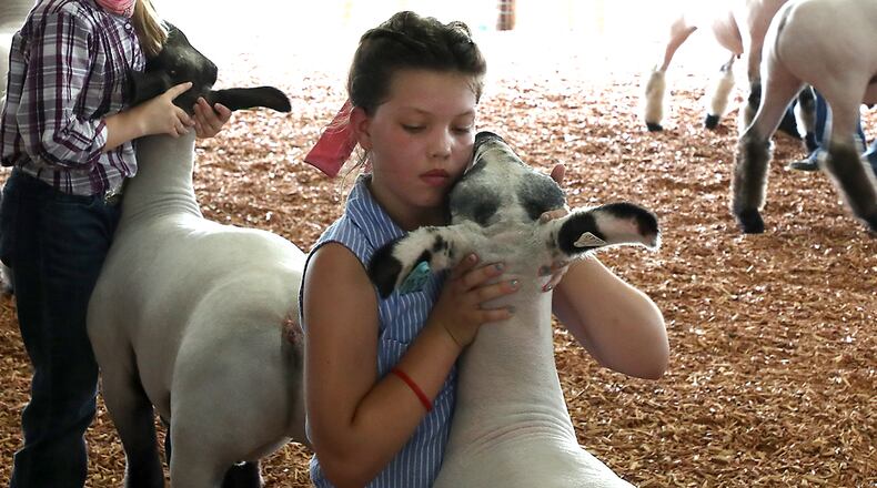 Taylor Workman, 10, shows her Champion lamb during the Clark County Fair Monday. BILL LACKEY/STAFF
