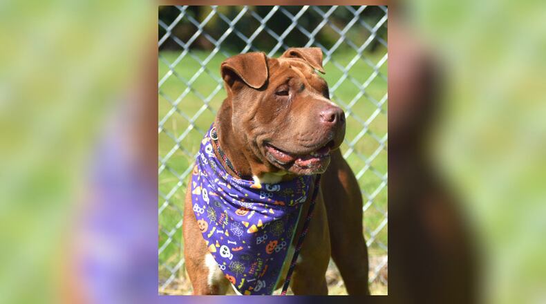 Meet Carl. This delightful gentleman is 2-3 years old, and will delight in joining your family. He is neutered, vaccinated, microchipped, vet checked and licensed for $22 as he is our Pet of the Week. Carl is at the Clark County Dog Shelter, 5201 Urbana Road, Springfield. Call 937-521-2140 or visit www.facebook.com/clarkcountydogshelter for more information. CONTRIBUTED