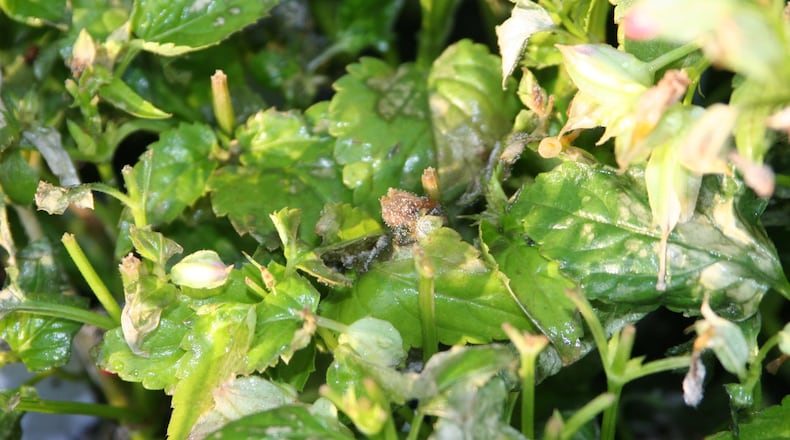 The fuzzy spores from Botrytis blight on a bedding plant. CONTRIBUTED