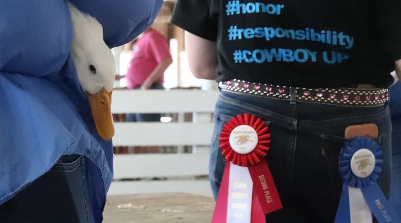 A duck pokes it's head out from under it's owner's arm as it waits to be shown at the 2020 Clark County Fair. BILL LACKEY/STAFF