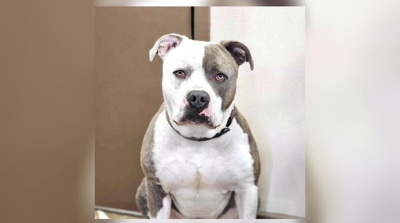 Meet Coach! He is an American Bulldog mix, around 85-90 lbs. He is a playful big boy, and he will need someone strong to take him on his walks. Coach is an absolute love bug and will be your best friend forever. His adoption fee this week is $22, as he is Pet of the Week. That includes his neuter, vaccines, microchip, dog license, and free vet check. Stop by the Clark County Dog shelter to meet him. Clark County Dog Shelter is at 5201 Urbana Road, Springfield. CONTRIBUTED