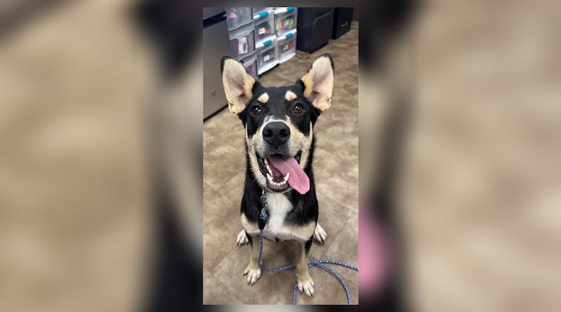 Meet Cheddar! He is Clark County Dog Shelter’s Pet of the Week. He is a young Shepherd Husky mix with a playful spirit and a heart full of love. Cheddar is handsome, energetic, and always up for fun, whether it’s a walk, a game of fetch, or just cuddling up. Don’t miss your chance to meet this sweet boy and take him home for $22 this week. Clark County Dog Shelter is at 5201 Urbana Road, Springfield. CONTRIBUTED