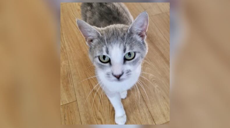 Ellery is a very petite 1-year-old gray and white spayed female kitten. She’s sweet and loves to be petted. Ellery is looking for a home now. Come meet her today at the Paws Animal Shelter, 1535 West U.S. Highway 36, Urbana. Check out PAWS at www.pawsurbana.com, on Facebook at www.facebook.com/paws.urbana, on Petfinder at petfinder.com or call 937-653-6233. PAWS is in need of volunteers and foster homes. CONTRIBUTED