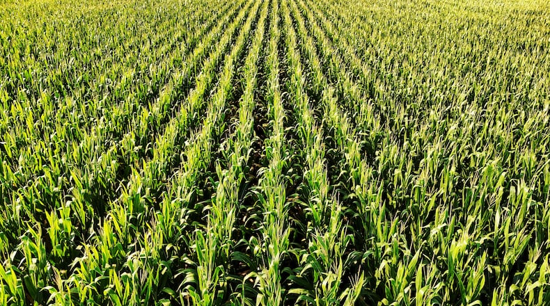 Corn grows in a field at the Hasselbrock family farm in Morgan Township in Butler County. NICK GRAHAM/STAFF