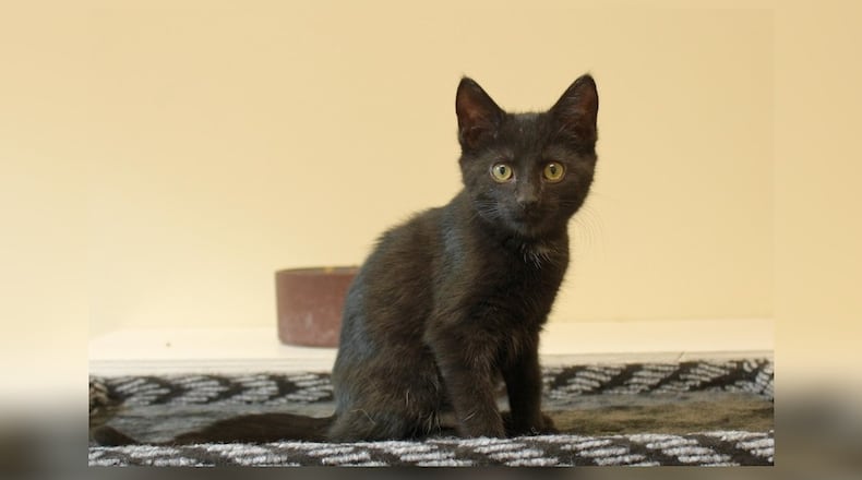 I’m Tilly, a sweet kitten who loves to cuddle and play. My early days were spent in a cozy foster home where I learned all about friendship and warmth. I adore being around people, sharing purrs and snuggles whenever I can. Whether we’re playing with my favorite toys or just relaxing together, I’m happiest by your side. If you’re looking for a loving companion to bring joy and affection to your life, I’m the perfect little friend for you. Let’s make wonderful memories together. Visit me at the Paws Animal Shelter, 1535 West U.S. Highway 36, Urbana. Check out Paws at pawsurbana.com, on Facebook at facebook.com/paws.urbana, on Petfinder at petfinder.com or call 937-653-6233. To apply to adopt any of the cats or kittens, visit pawsurbana.org. Paws is in need of volunteers and foster homes. CONTRIBUTED