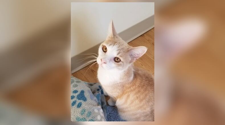 Pop is a 9-month-old kitten who is as sweet as can be. He has grown up here at PAWS and gets along with all the other kitties, and has all of the staff’s hearts. Pop will be a wonderful addition to almost any home. You can meet him in the Scratching Post room at the Paws Animal Shelter, 1535 West U.S. Highway 36, Urbana. Check out PAWS at pawsurbana.com, on Facebook at facebook.com/paws.urbana, on Petfinder at petfinder.com or call 937-653-6233. PAWS is in need of volunteers and foster homes. CONTRIBUTED