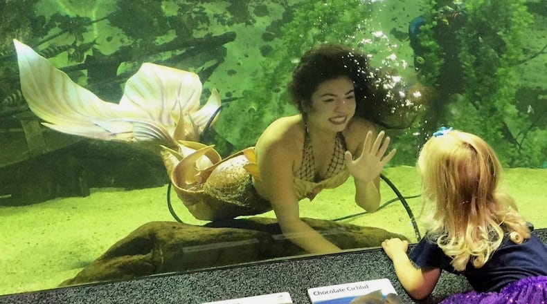 Mermaids will be at Newport Aquarium in Northern Kentucky on select days from Sept. 23 through Oct. 22. The "creatures" will swim, play and entertain underwater as they meet visitors up close. CONTRIBUTED