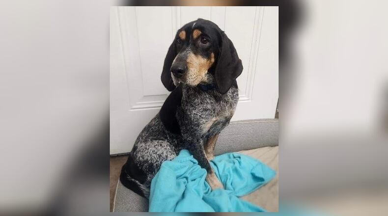 Meet Layna. This senior girl needs a soft place to land and rest out her remaining days in this life she’s been given. She shrinks at being touched, like she’s never known affection and it confuses her. She loves blankets, and naps. If anyone has space, and is interested in a beautiful older gal, Layna is perfect. She’s gentle and she doesn’t seem to mind other dogs. Her adoption fee this week is $111, as she is the pet of the week. That includes her vaccines, alteration, heartworm test, microchip, dog license, and a free vet check. Please call 937-521-2140, if you are interested in meeting her. Clark County Dog Shelter is at 5201 Urbana Road, Springfield. CONTRIBUTED