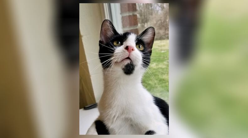 Meet Bam Bam. He and his siblings are 7-month-olds and are sweet as sugar. They love to play and sit on your lap. If you’re looking for a snuggling kitten, he’s definitely the kitty for you. He’s already neutered, up to date on his vaccines and will do well in most any home. Come meet him at the Paws Animal Shelter, 1535 West U.S. Highway 36, Urbana. Check out PAWS at www.pawsurbana.com, on Facebook at www.facebook.com/paws.urbana, on Petfinder at petfinder.com or call 937-653-6233. PAWS is in need of volunteers and foster homes. CONTRIBUTED